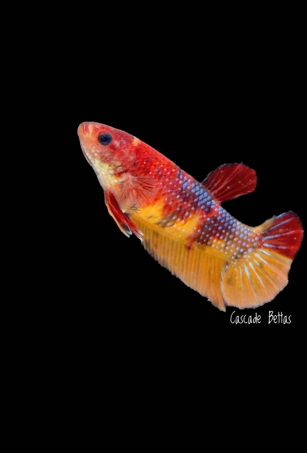 Galaxy Koi Female - F0002
