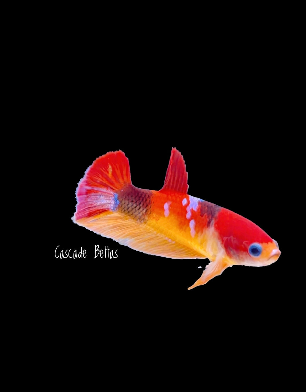 Nemo Koi Female Betta -  F0012