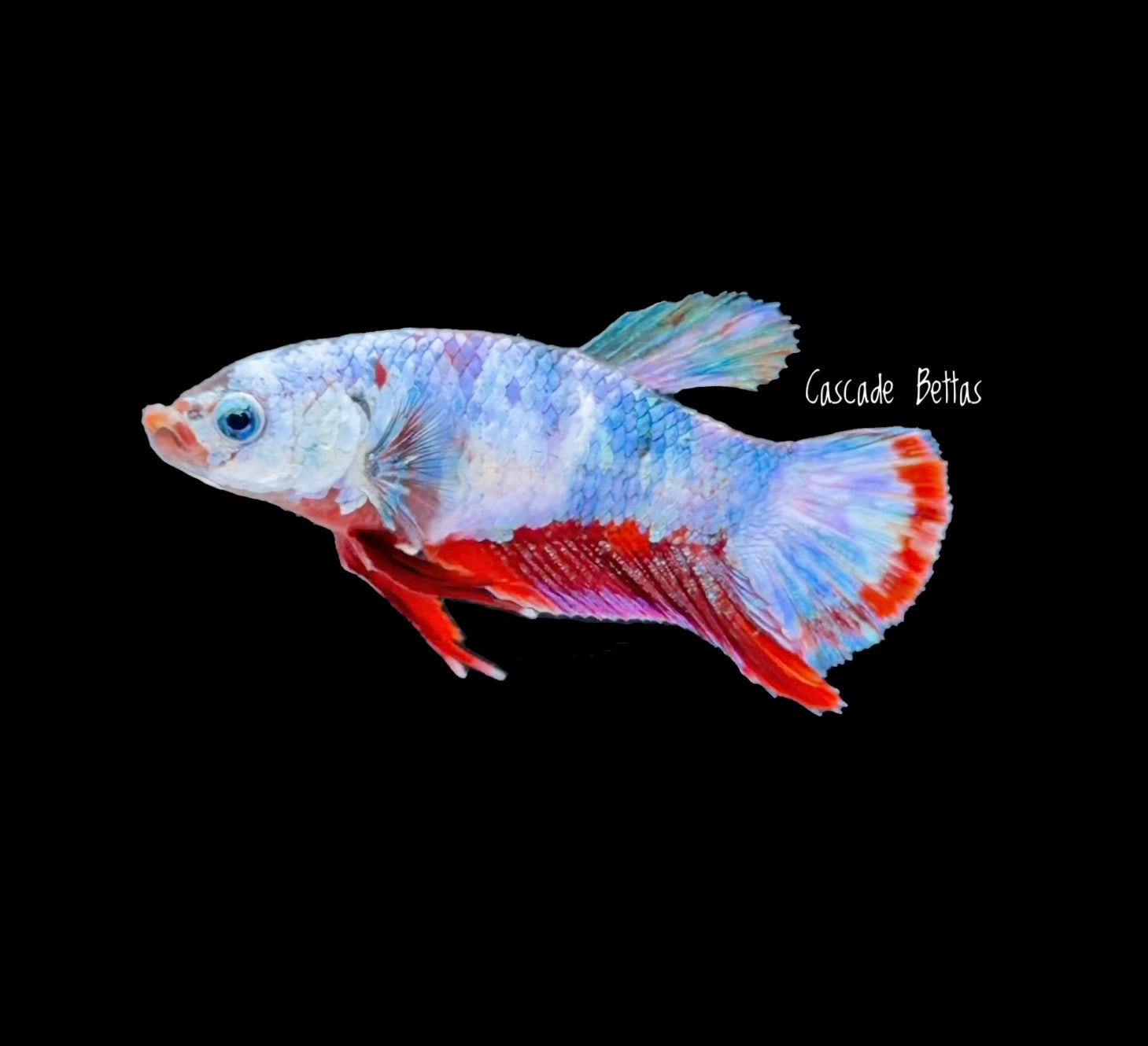 Marble Female Betta - F0001