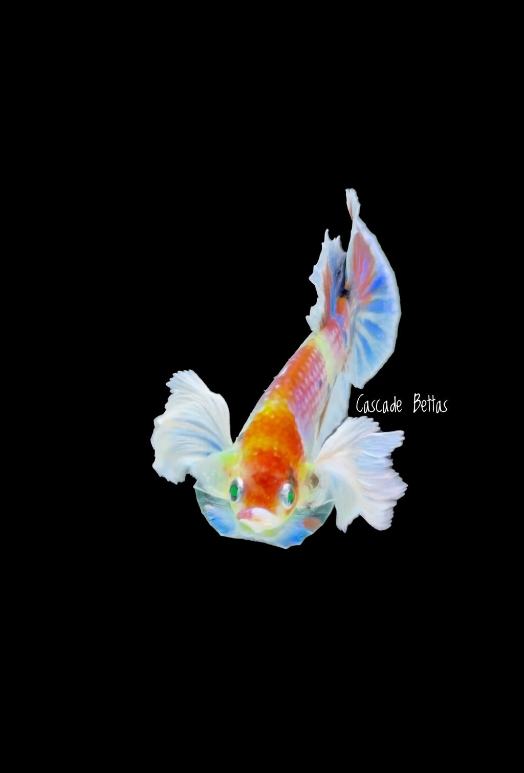 Rare Non Dumbo Plakat Male - M0011