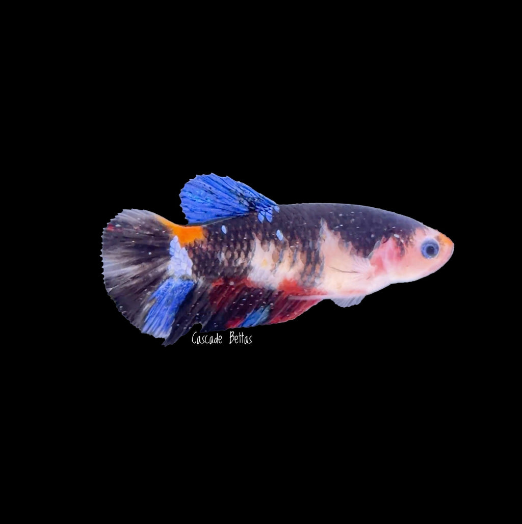 Galaxy Koi Female Betta - F0010