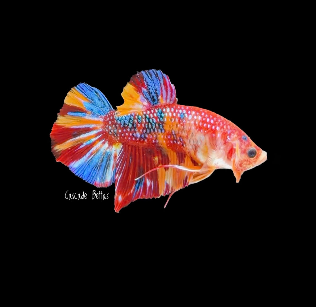 Show Grade Galaxy Koi Male Plakat - SGPK0005
