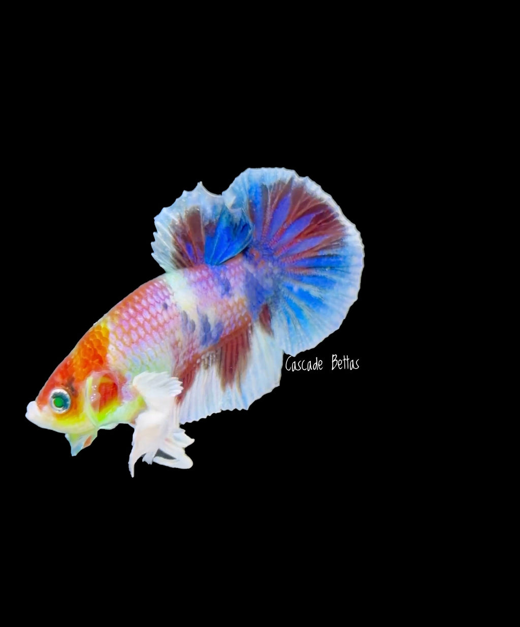 Rare Non Dumbo Plakat Male - M0011
