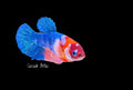 Blue Galaxy Koi Female Betta - F0008