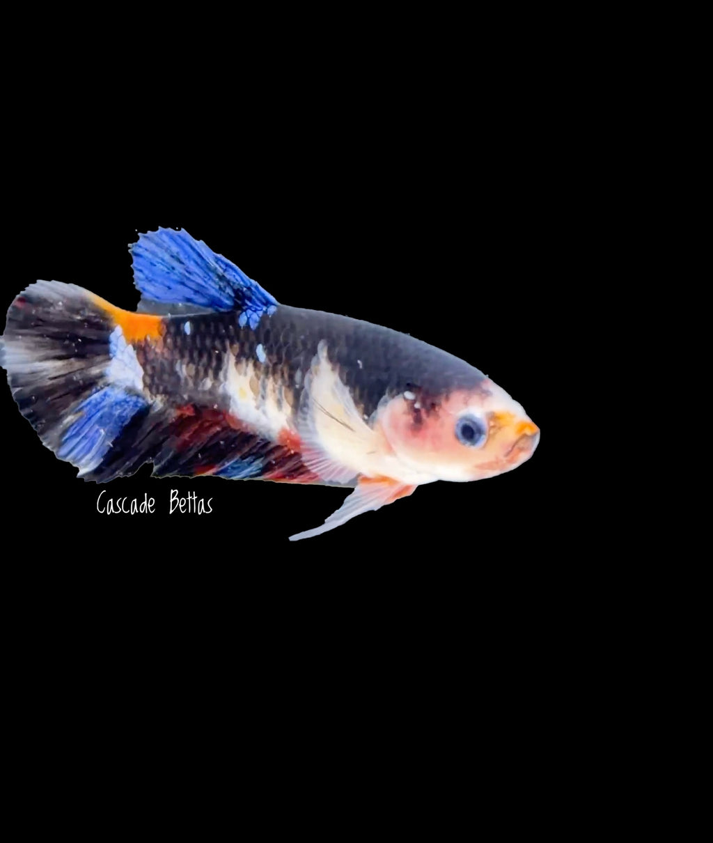 Galaxy Koi Female Betta - F0010