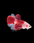 Red Koi/Tancho Male Plakat - M0035