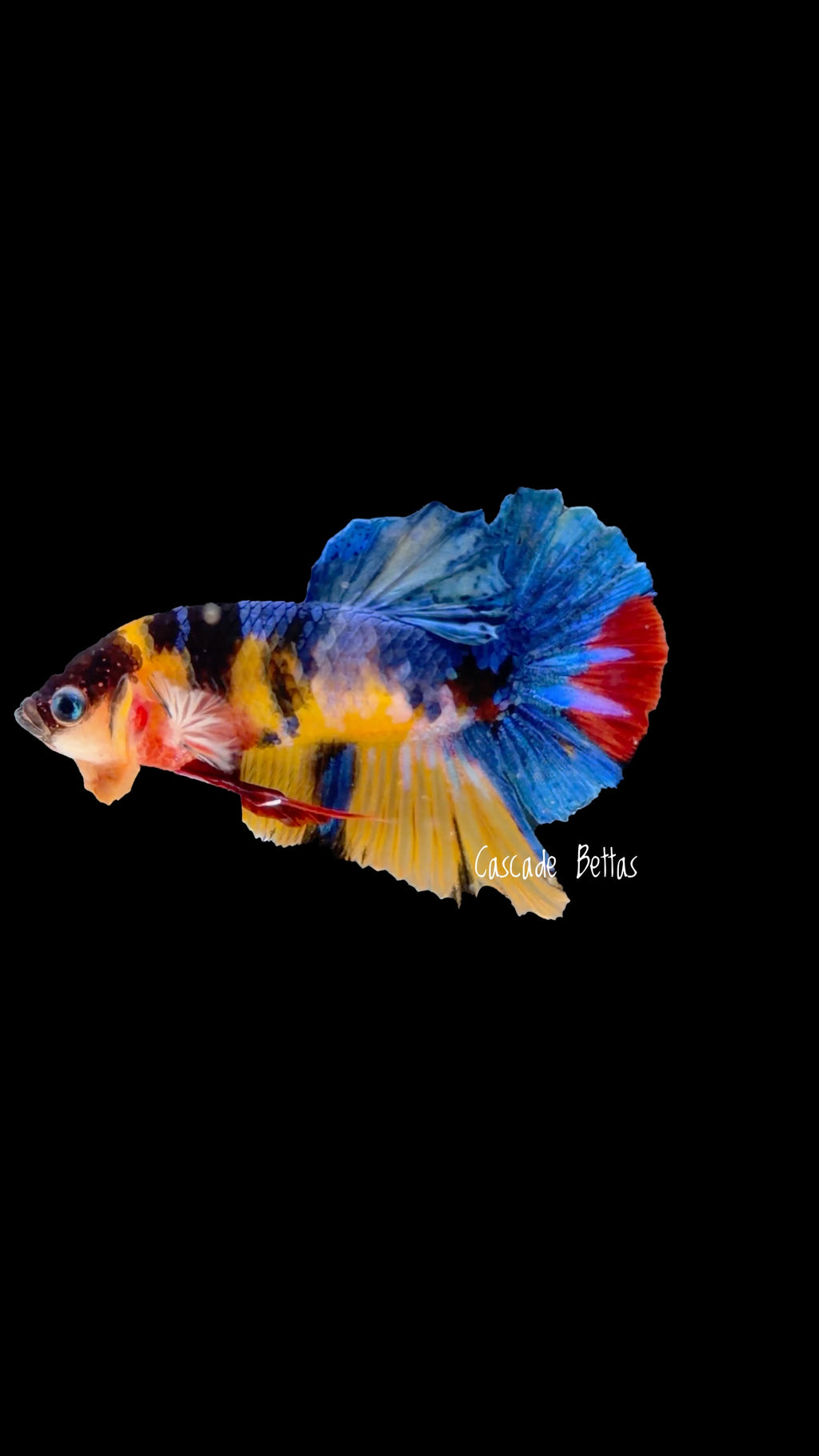Candy Koi Male Plakat - M0008