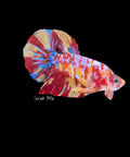 Giant Multicolor Galaxy Koi Male - (GBPK0004)