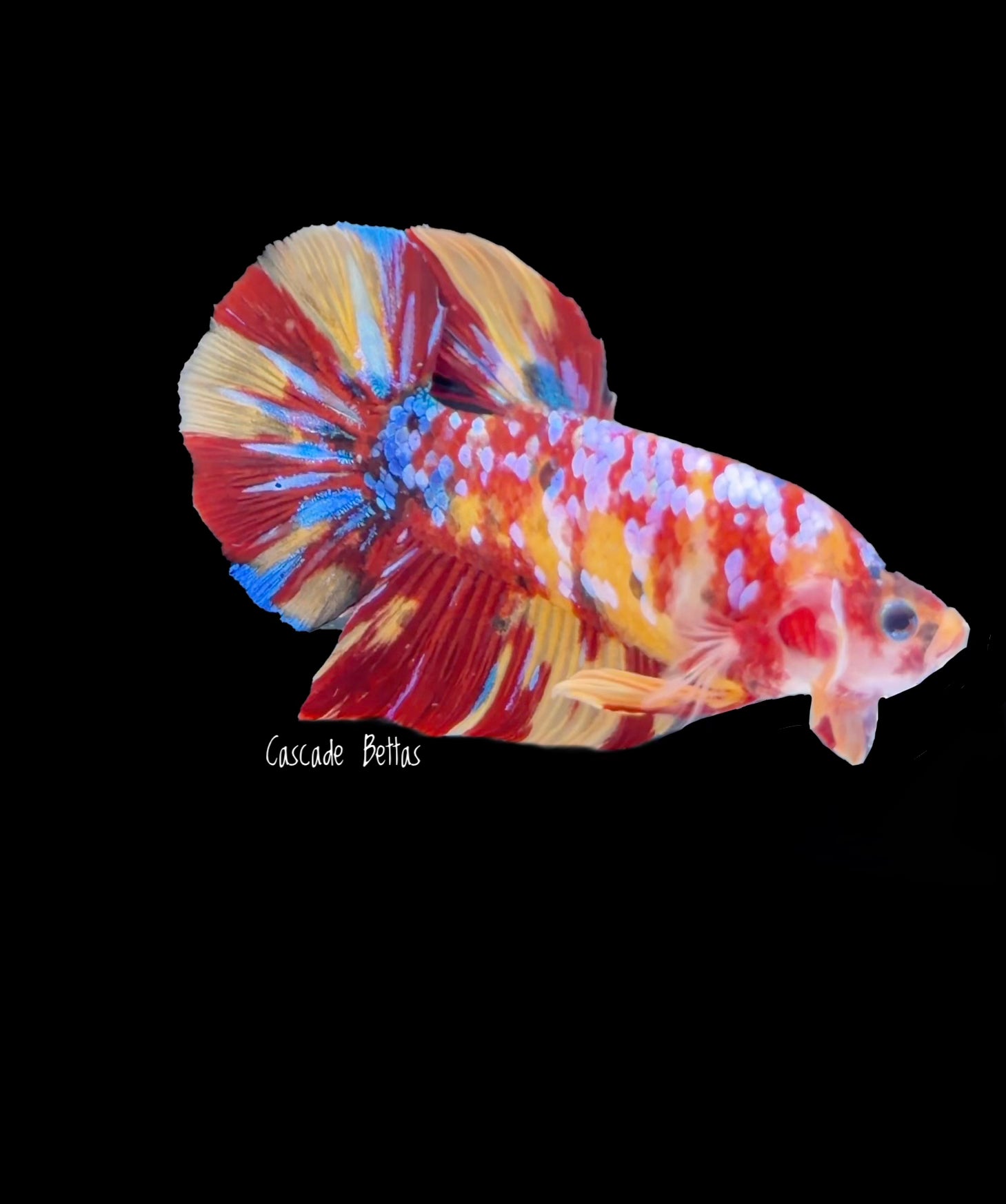 Giant Multicolor Galaxy Koi Male - (GBPK0004)