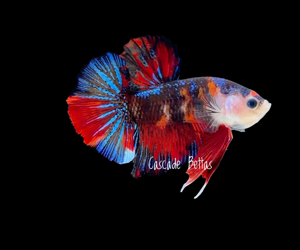 Candy Nemo Galaxy Plakat - M0015