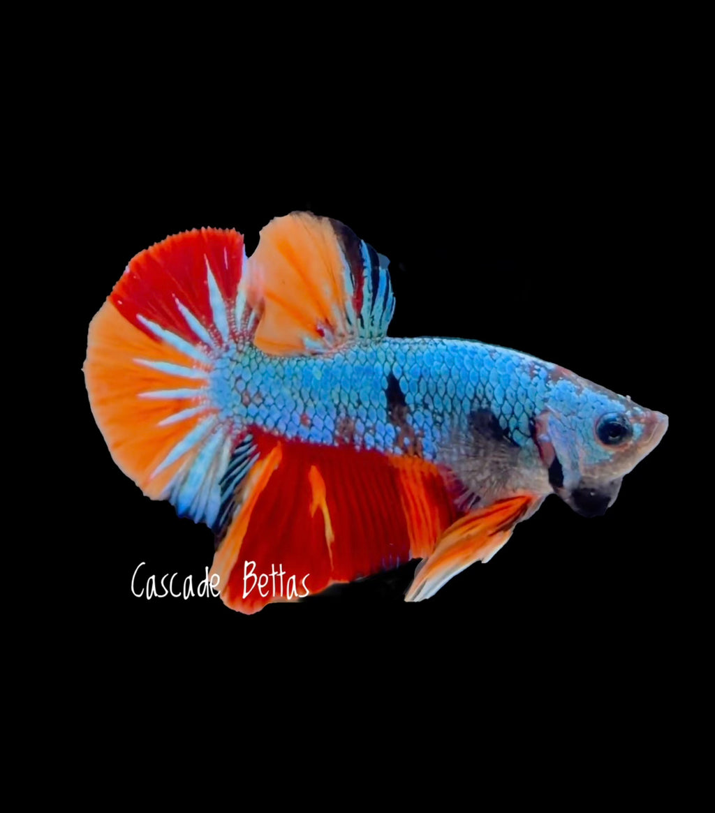 Metallic Blue Nemo Galaxy Plakat - M0009