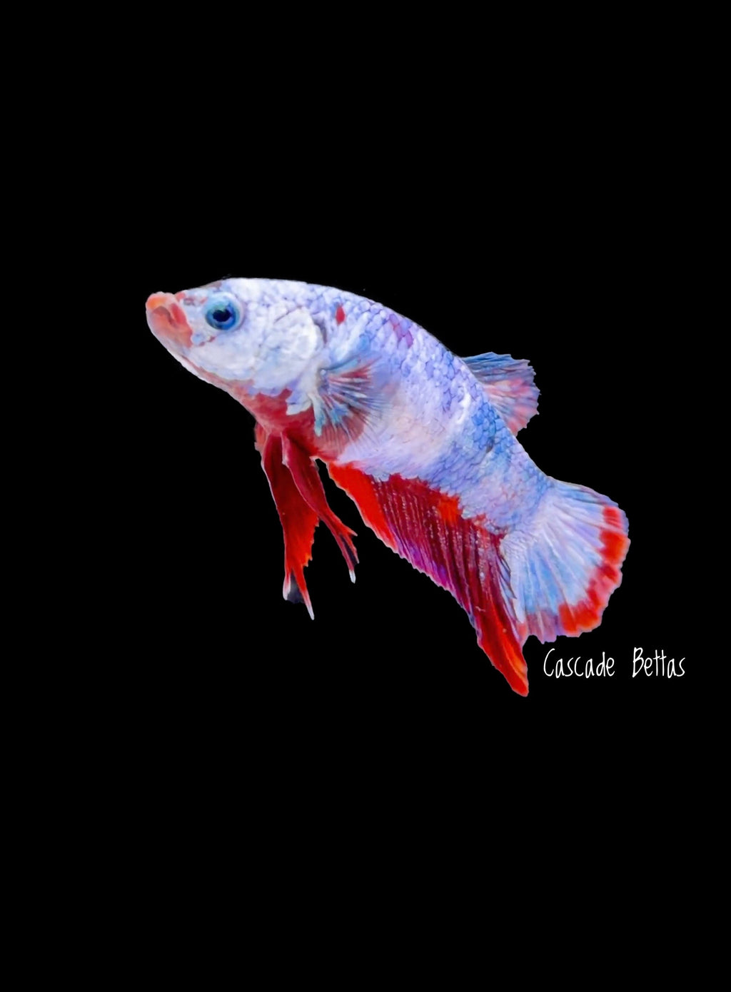 Marble Female Betta - F0001