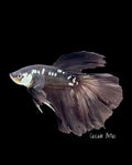 Black Samurai Halfmoon Betta - M0034