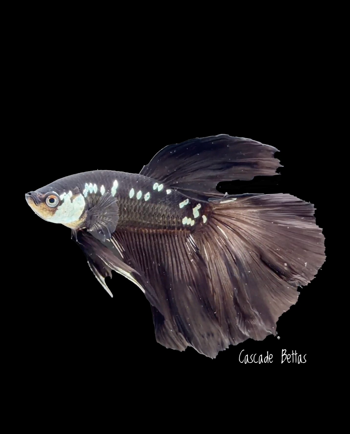 Black Samurai Halfmoon Betta - M0034