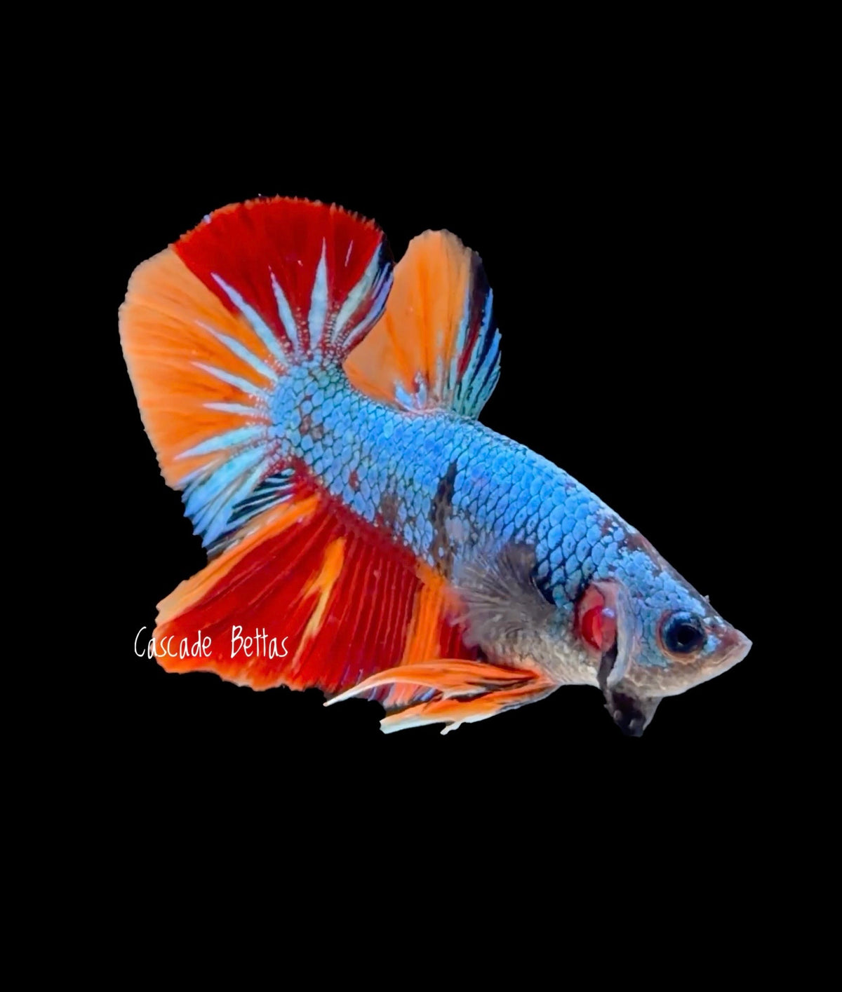 Metallic Blue Nemo Galaxy Plakat - M0009