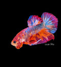 Red/Orange Galaxy Koi Male Betta - M0027