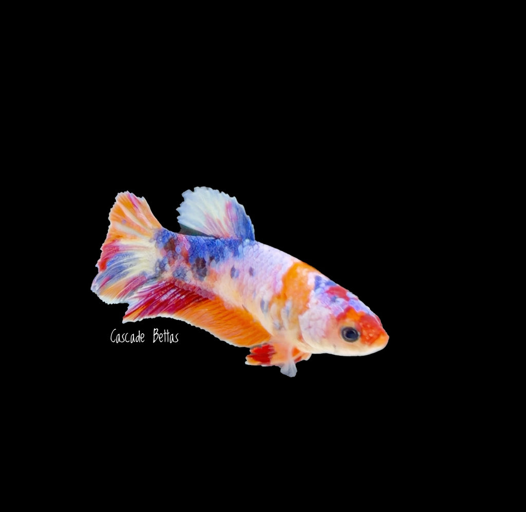 Candy Koi Galaxy Koi Female - F0006