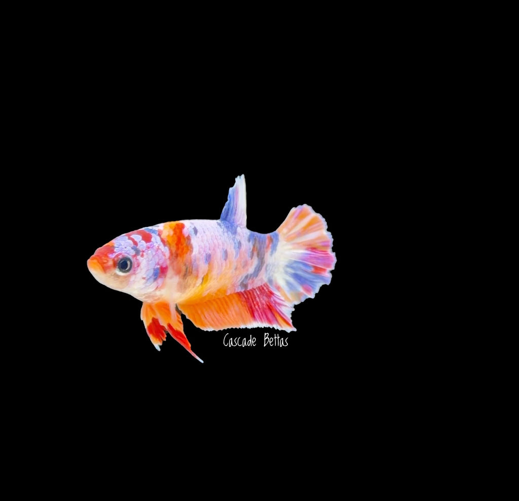 Candy Koi Galaxy Koi Female - F0006