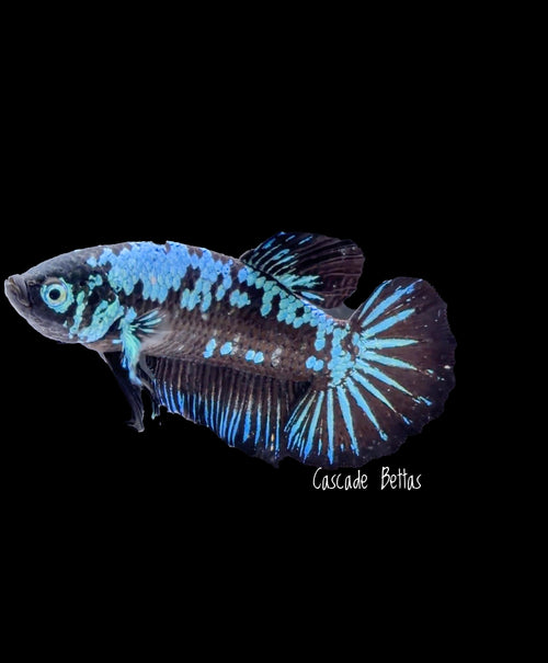 Blue Avatar Plakat Male - M0001