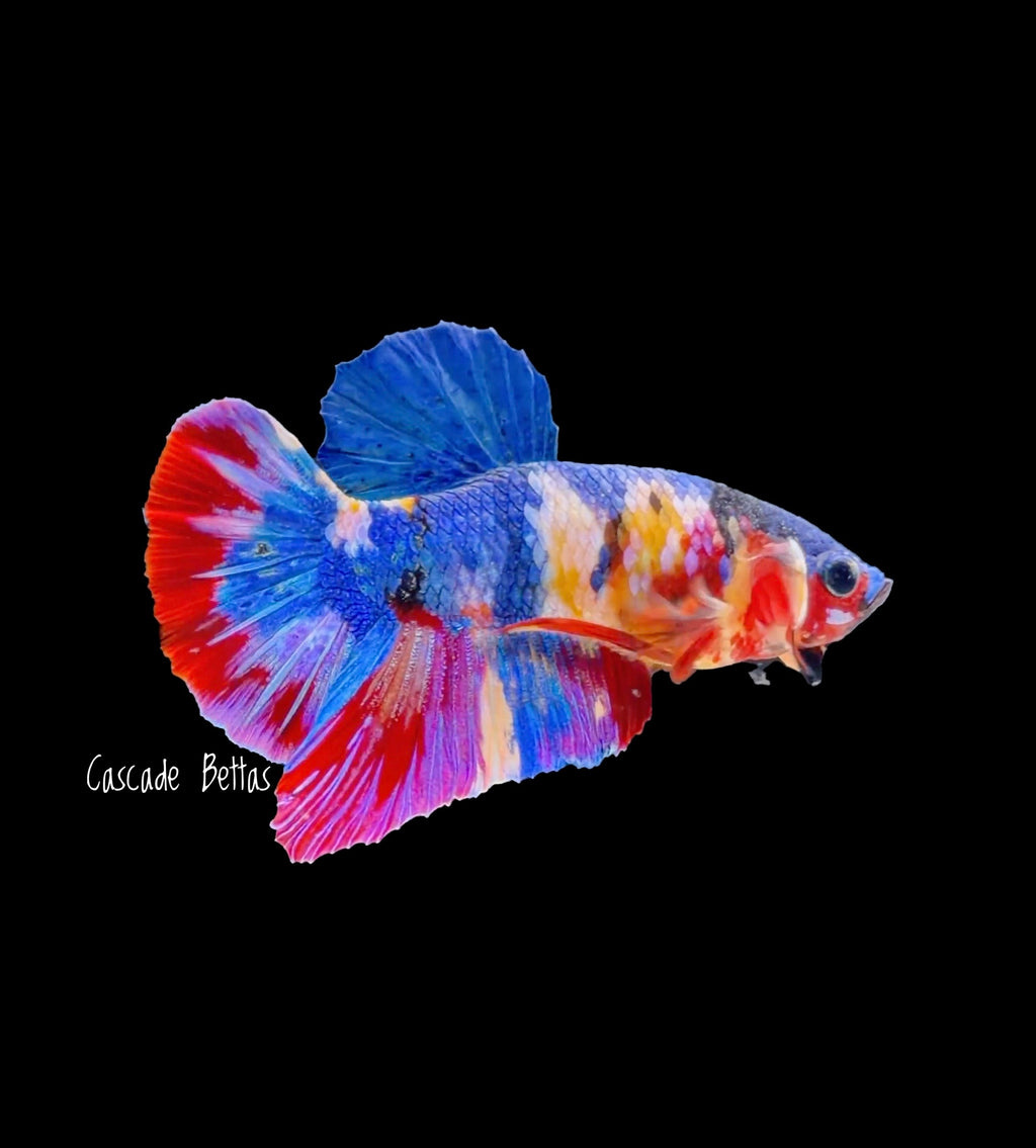 Fancy Koi Male Plakat - (M0002)