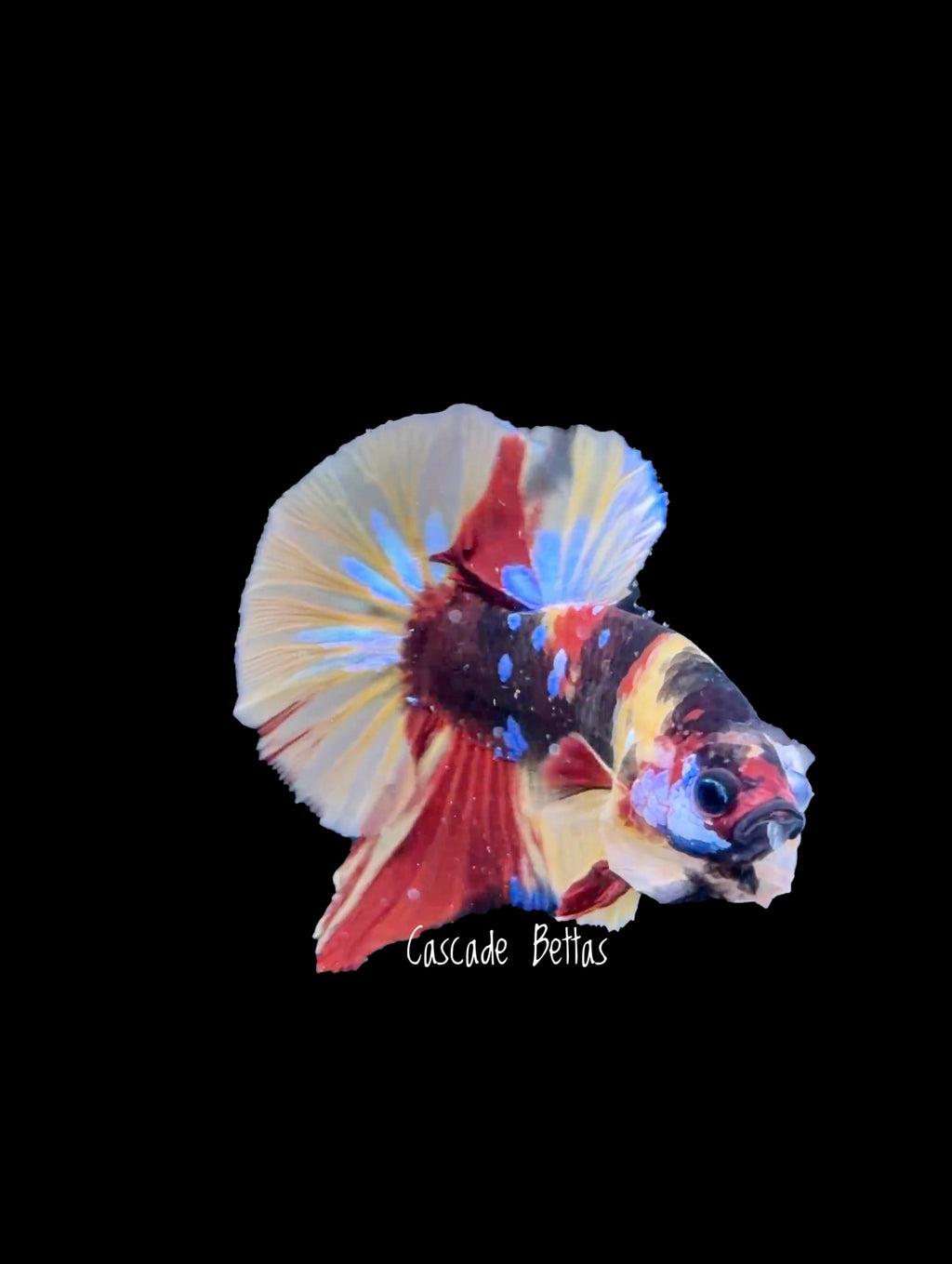 Galaxy Koi Male Betta - M0003