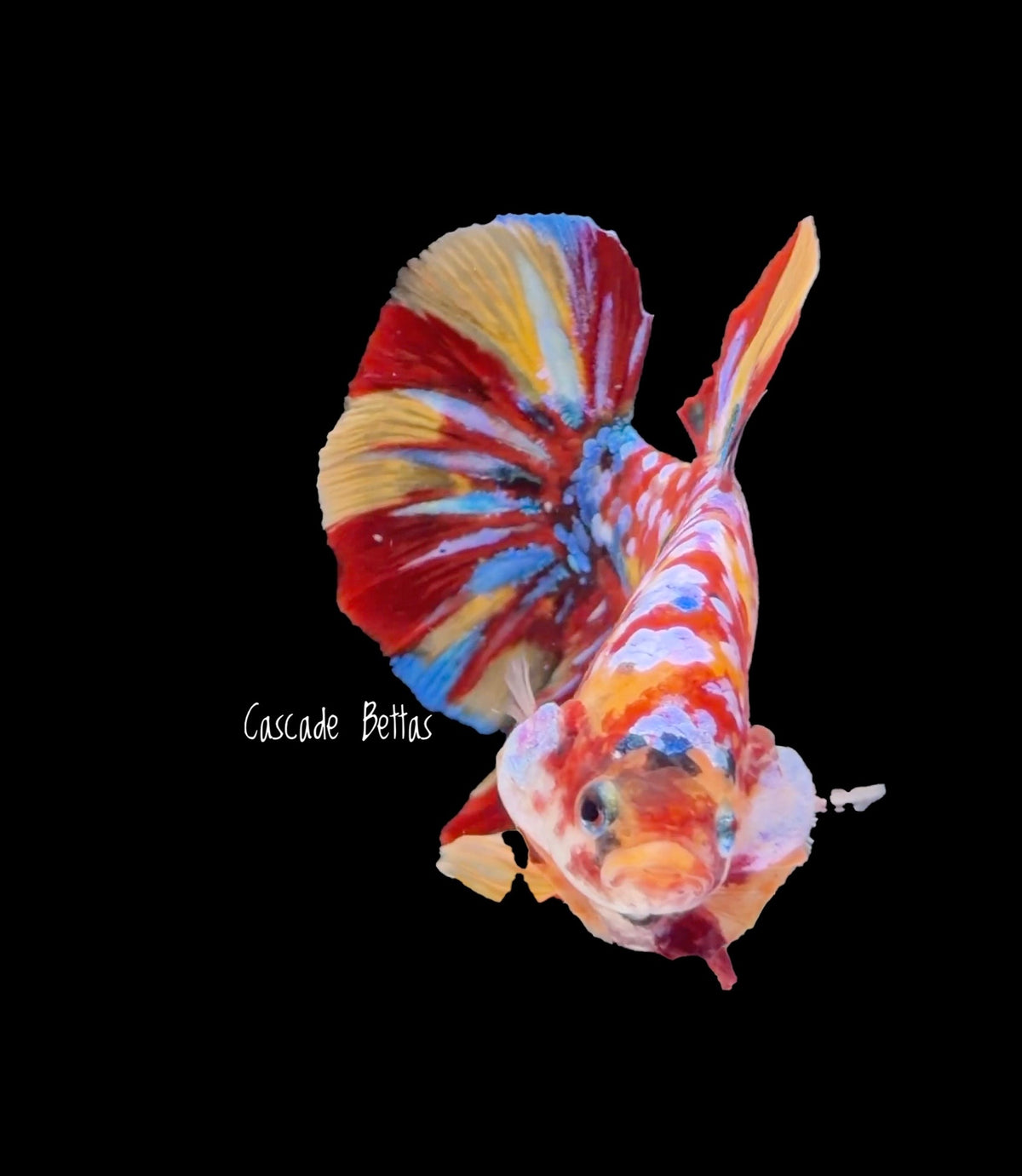 Giant Multicolor Galaxy Koi Male - (GBPK0004)