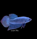 Blue/Grey Alien Male Betta