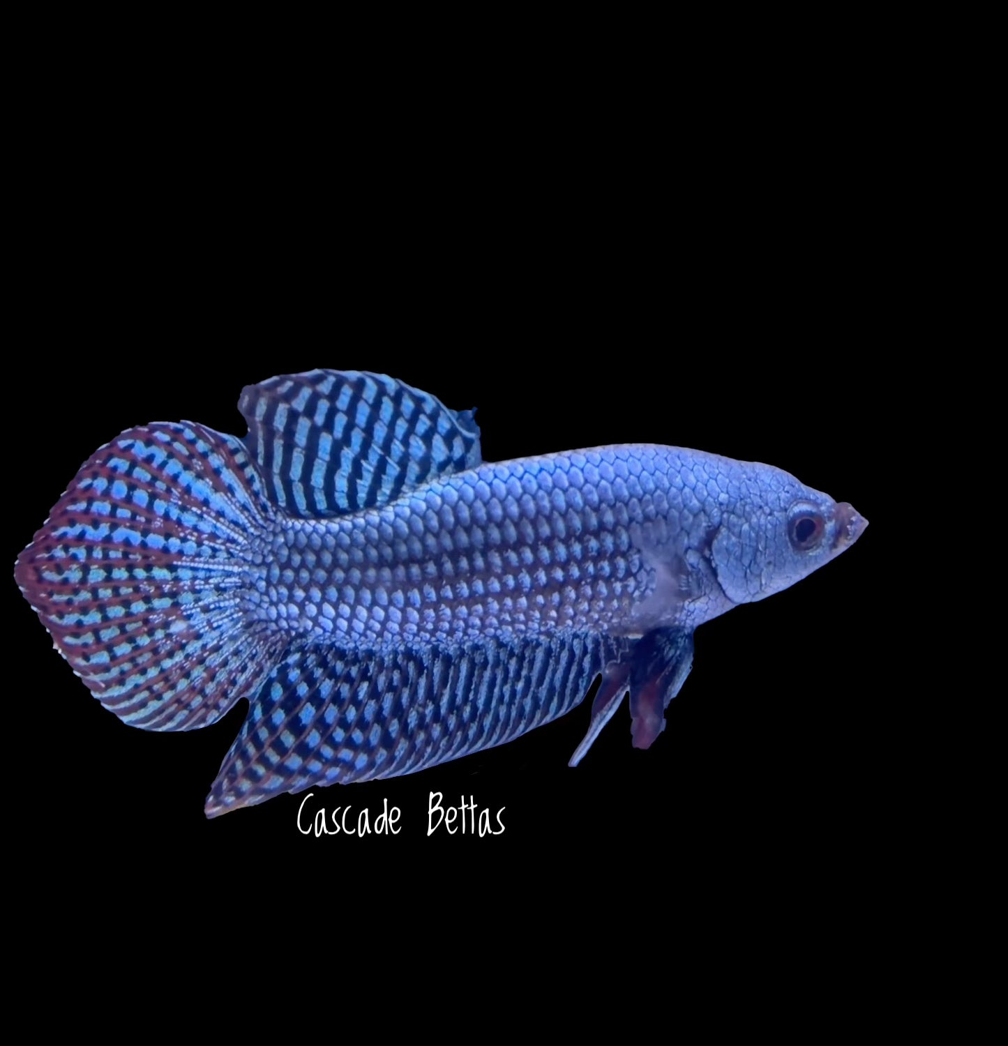 Blue/Grey Alien Male Betta