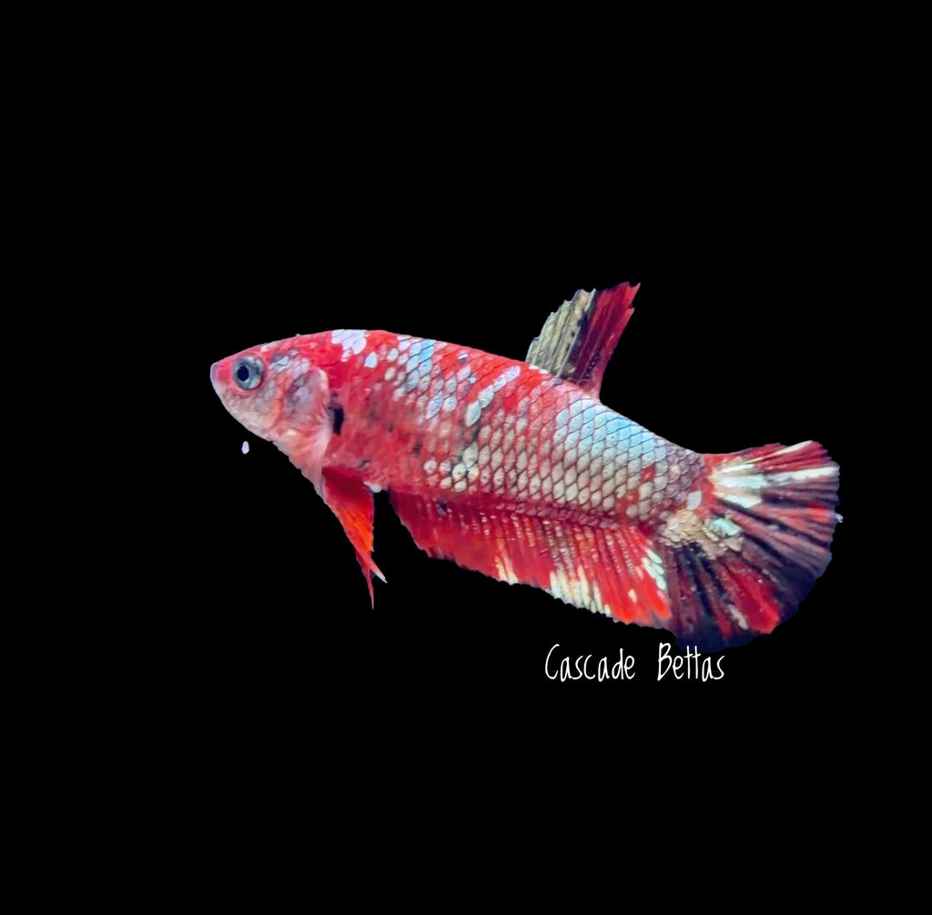 Red Galaxy Koi Female Betta - F0011