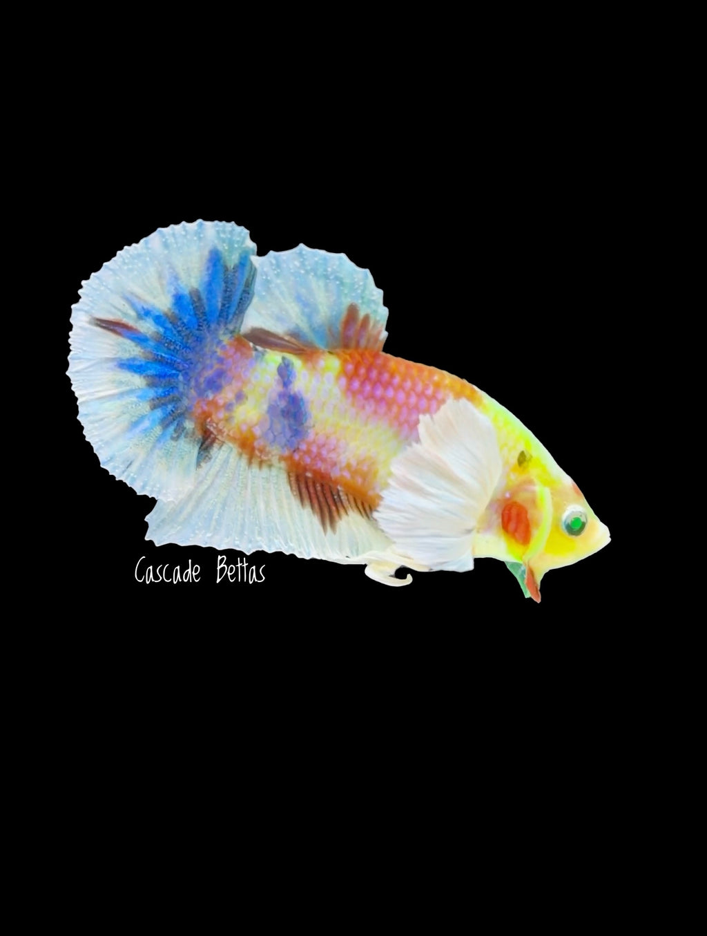 Rare Neon Dumbo Plakat Male Betta - M0006