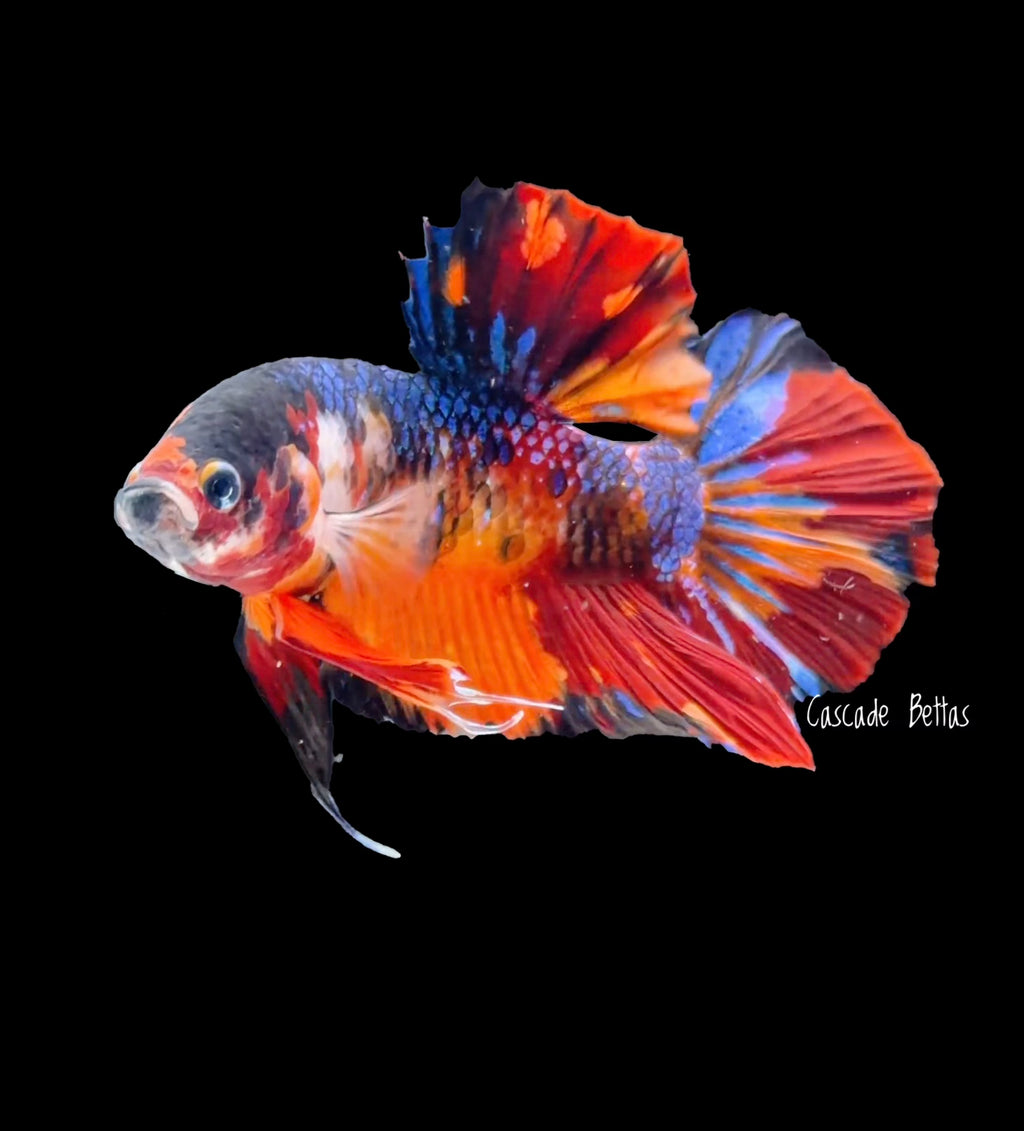 Giant Galaxy Koi Male Betta - GBPK0002