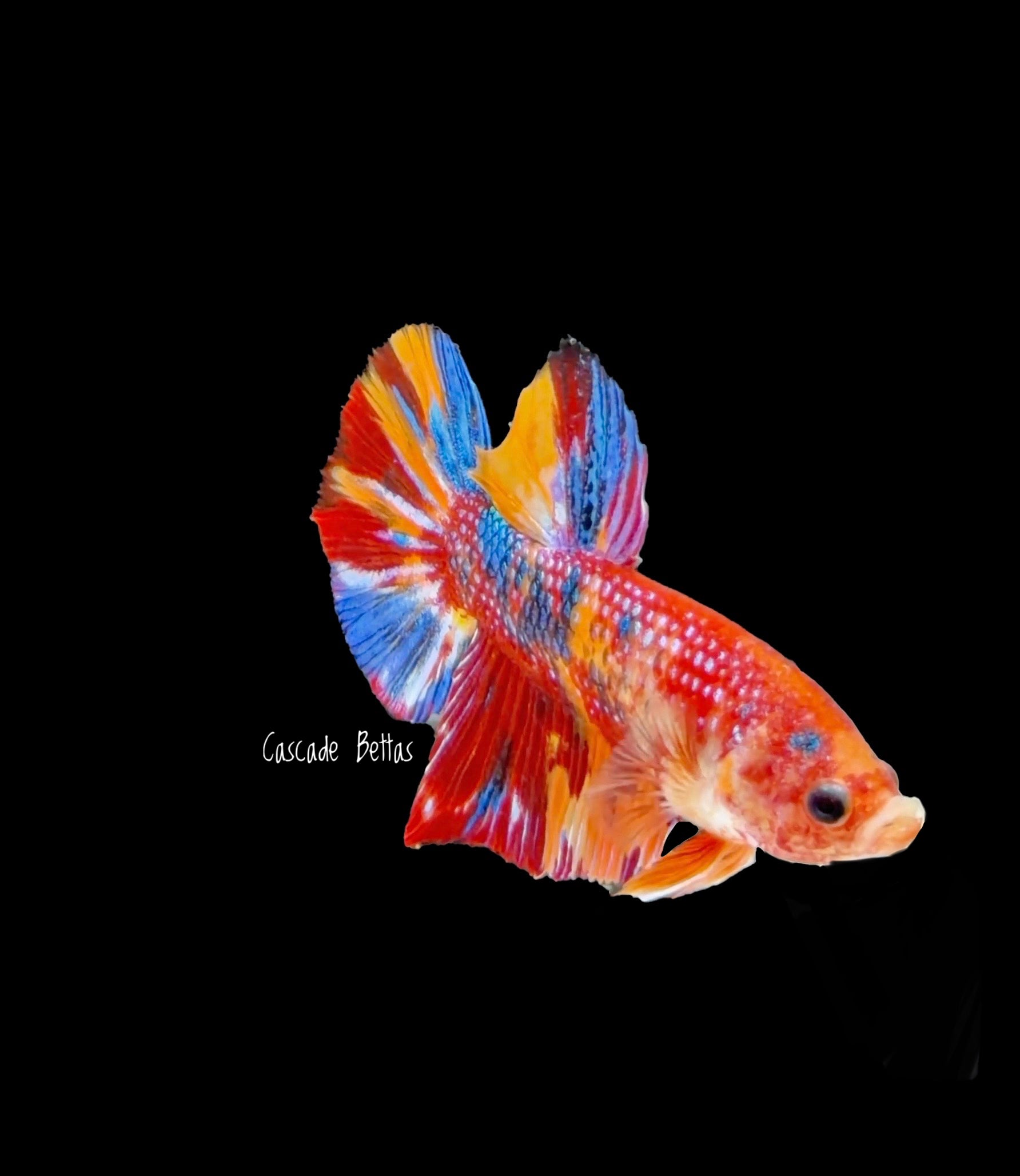 Show Grade Galaxy Koi Male Plakat - SGPK0005