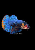 Show Grade Blue Galaxy Koi Male Plakat - SM0022