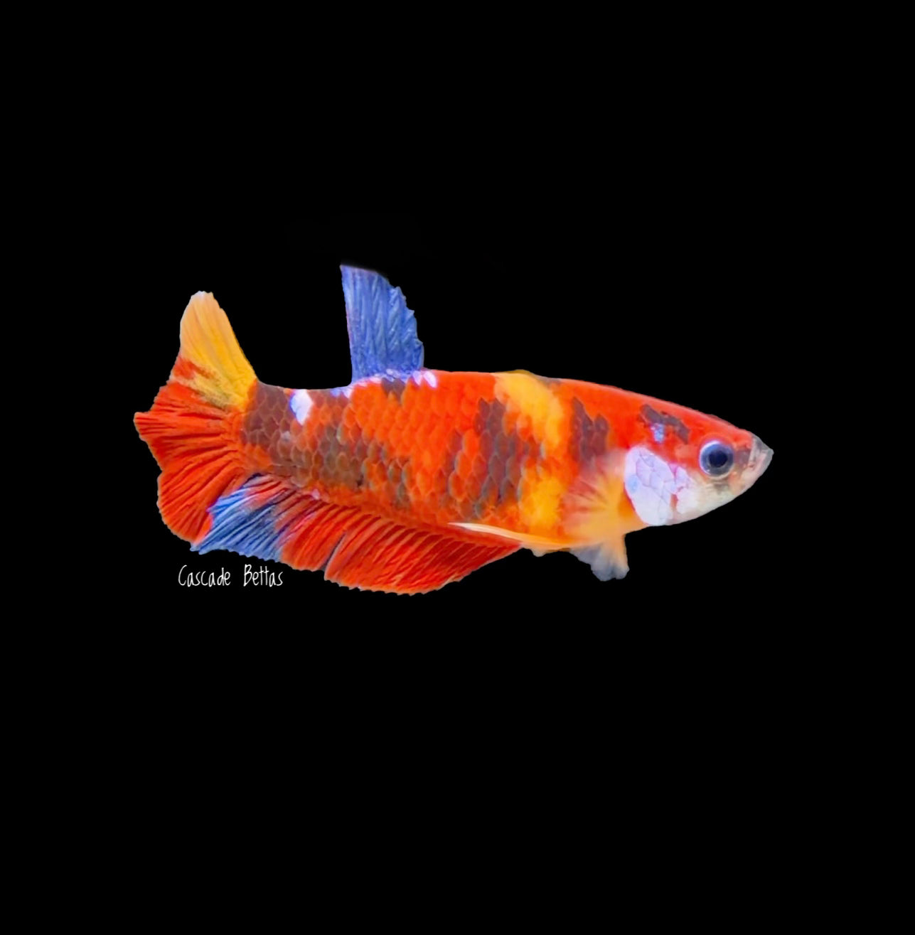 Candy Koi Female Betta - F0009