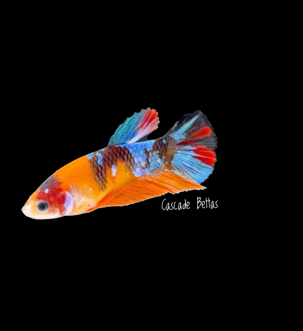 Orange Nemo Galaxy Female - F0007