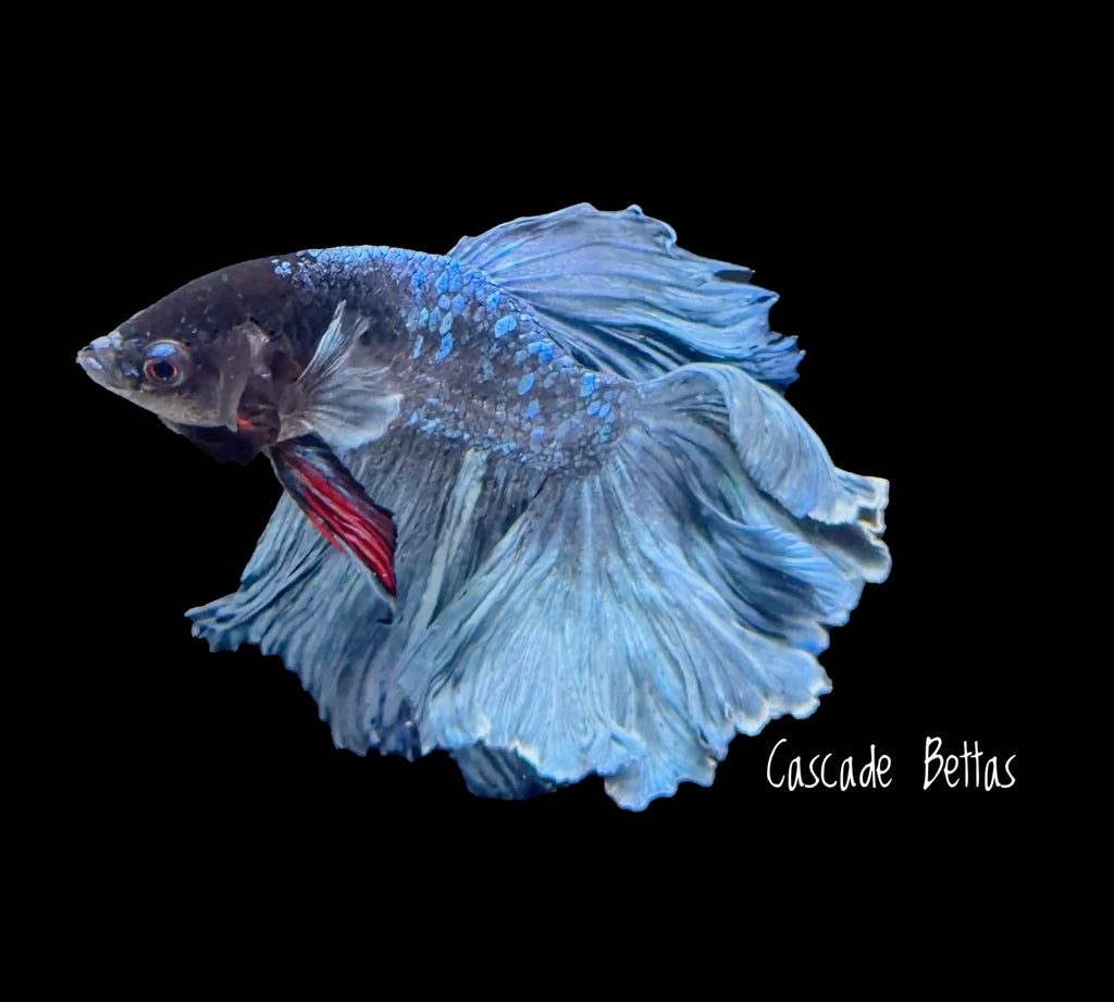 Steel Blue Galaxy Rosetail Male Betta - M0028