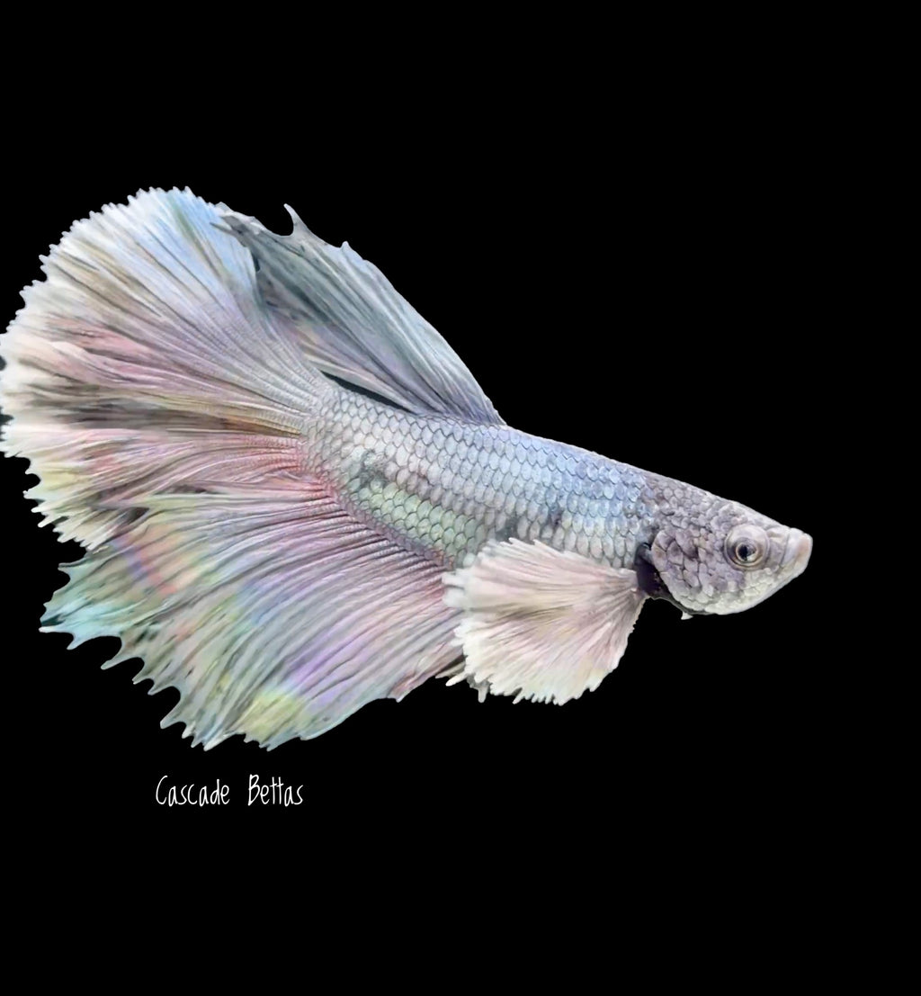Grizzle Dumbo Halfmoon Male Betta - M0033
