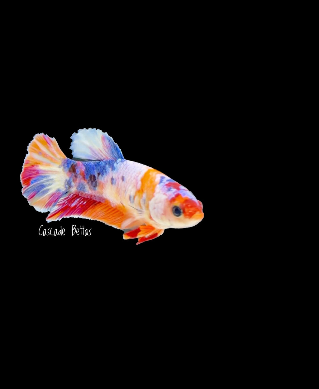 Candy Koi Galaxy Koi Female - F0006