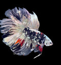Galaxy Koi Rosetail Halfmoon Male Betta - M0030