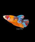 Orange Nemo Galaxy Female - F0007