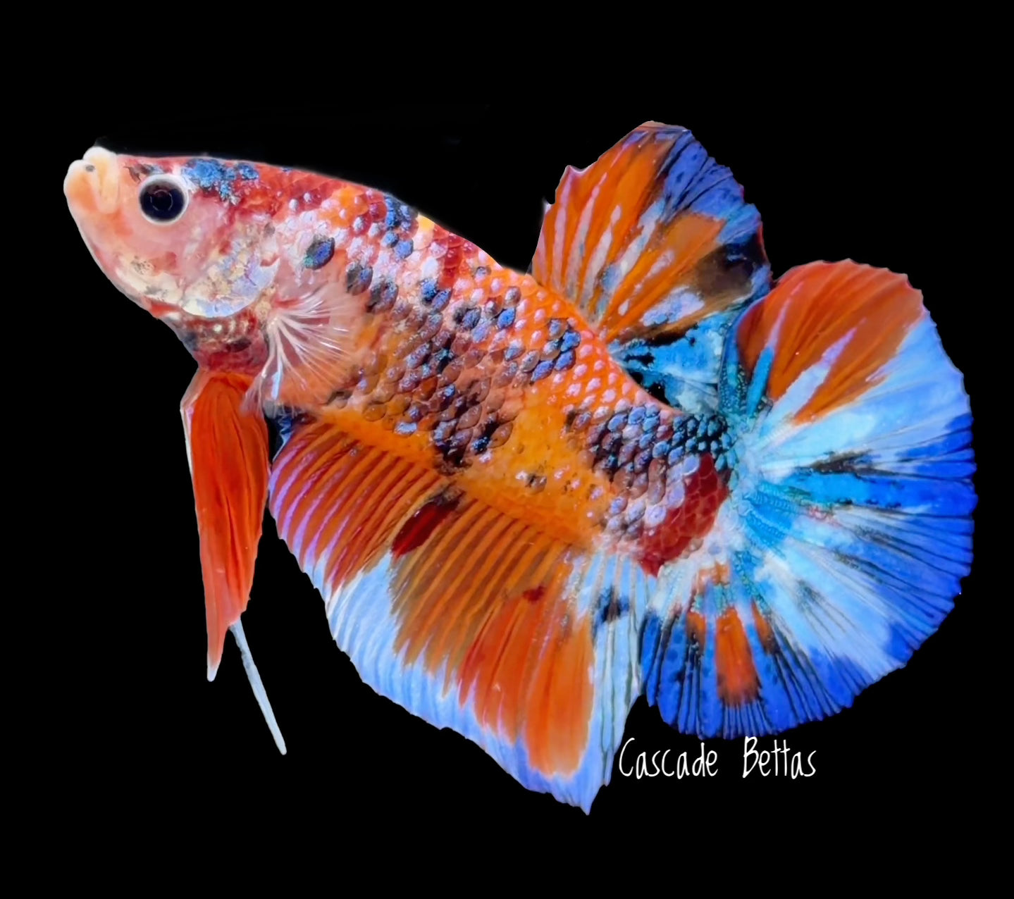 Giant Fancy Galaxy Koi Male Betta - (GBPK0006)