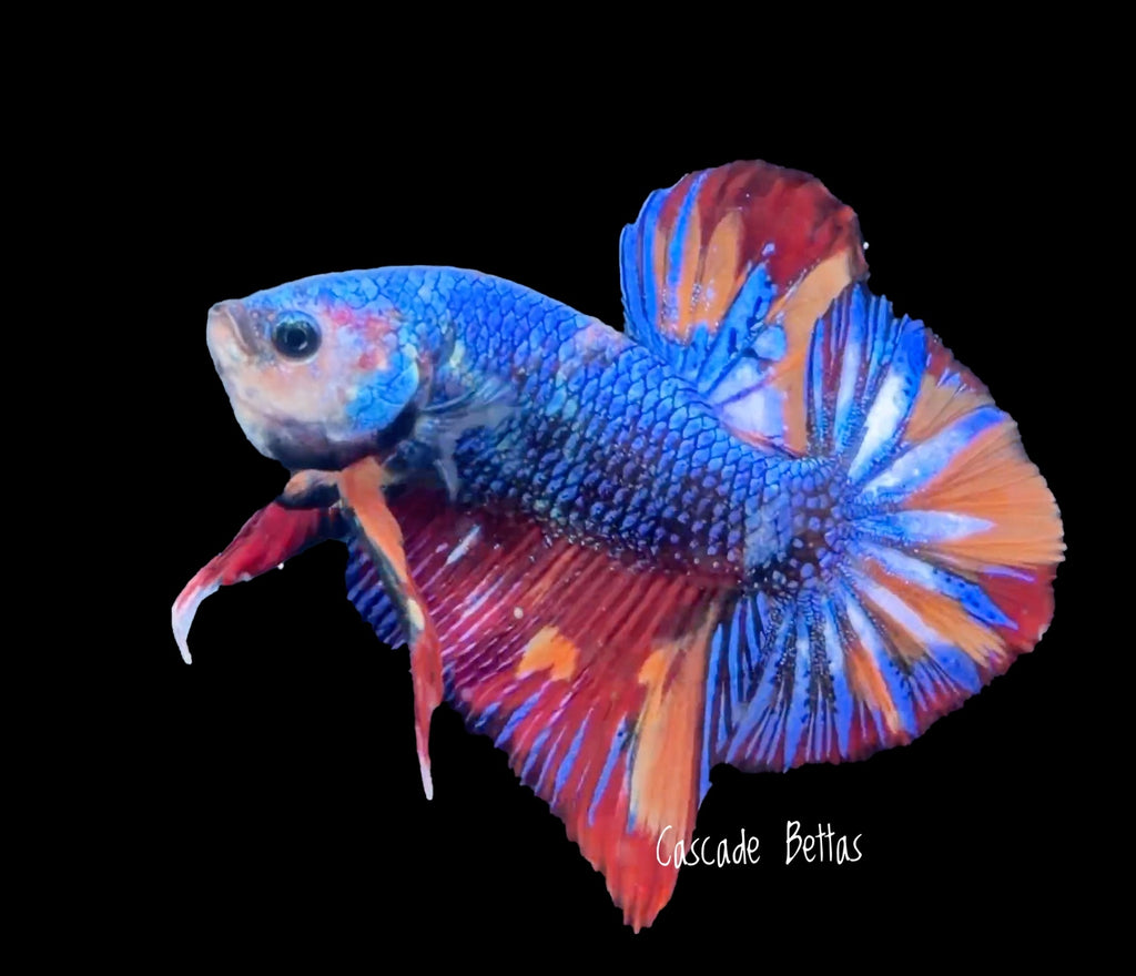 Premium Show Grade Male Betta - SM0013
