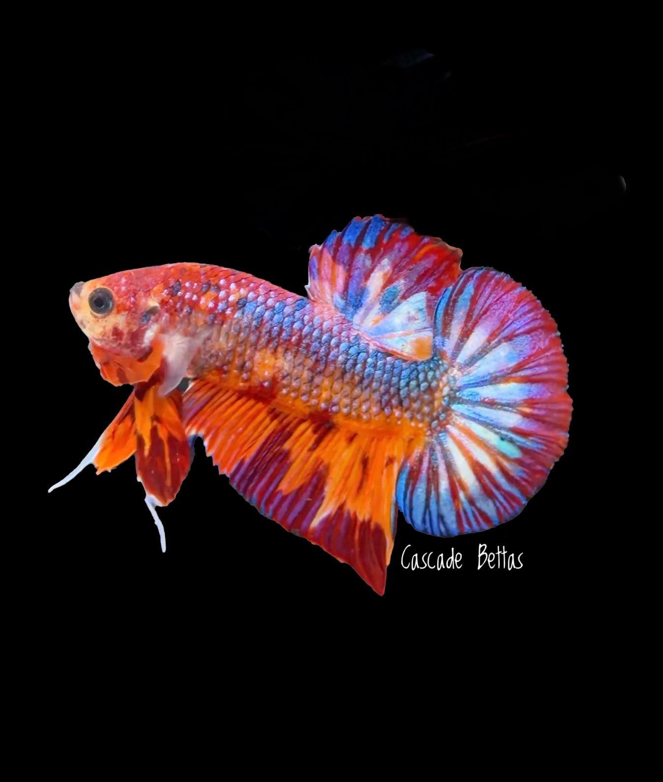 Red/Orange Galaxy Koi Male Betta - M0027