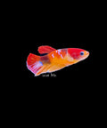 Nemo Koi Female Betta -  F0012