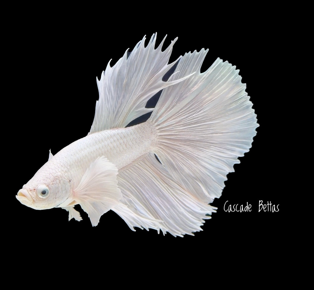 Platinum White Dumbo Male - M0026