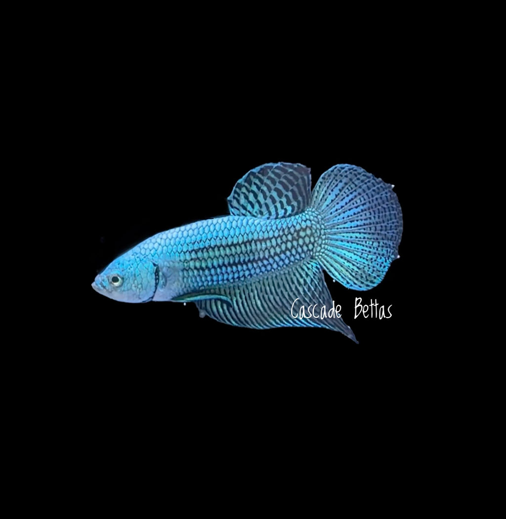 Green Alien Male Betta - M0016