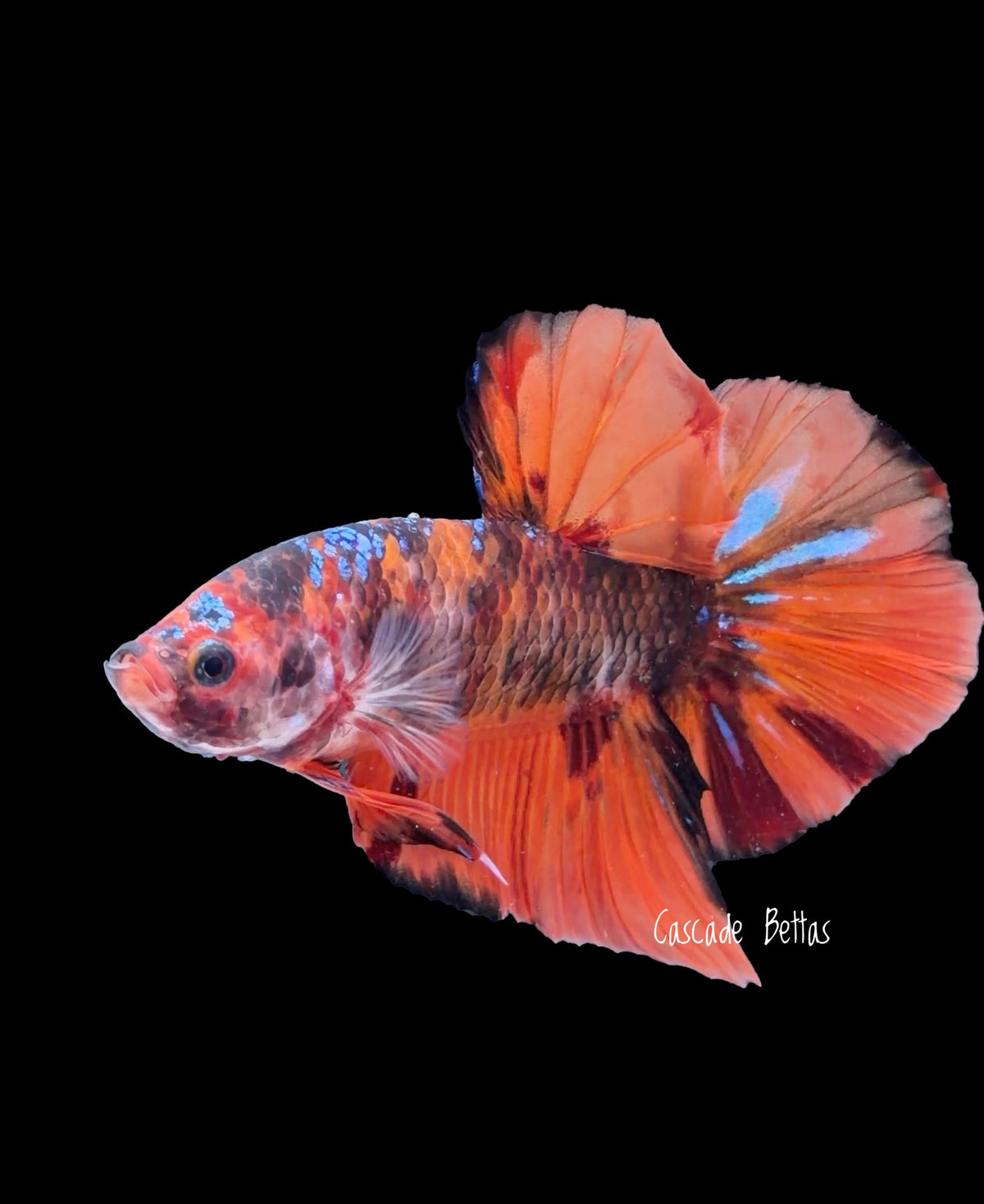 Giant Tangerine Koi Male Betta - GBPK0003