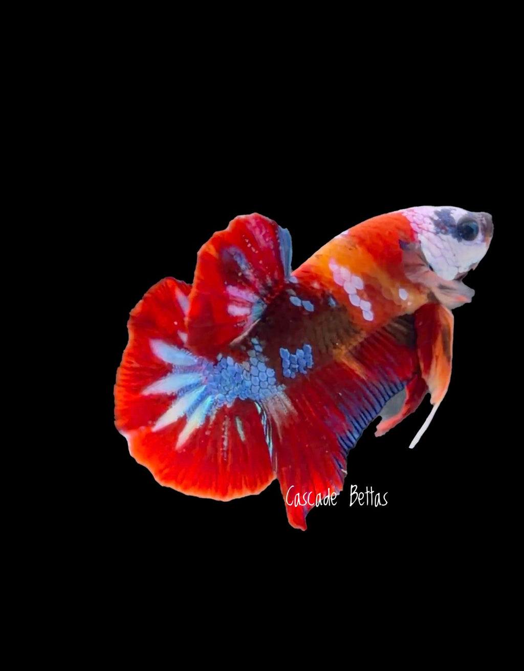 Fancy Koi Male Plakat - M0007