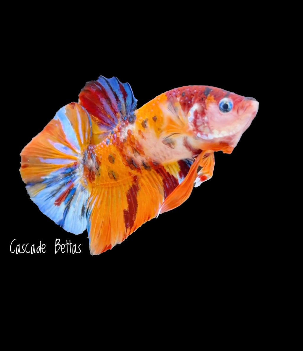 Giant Fancy Koi Giant Male Betta - GBPK0007