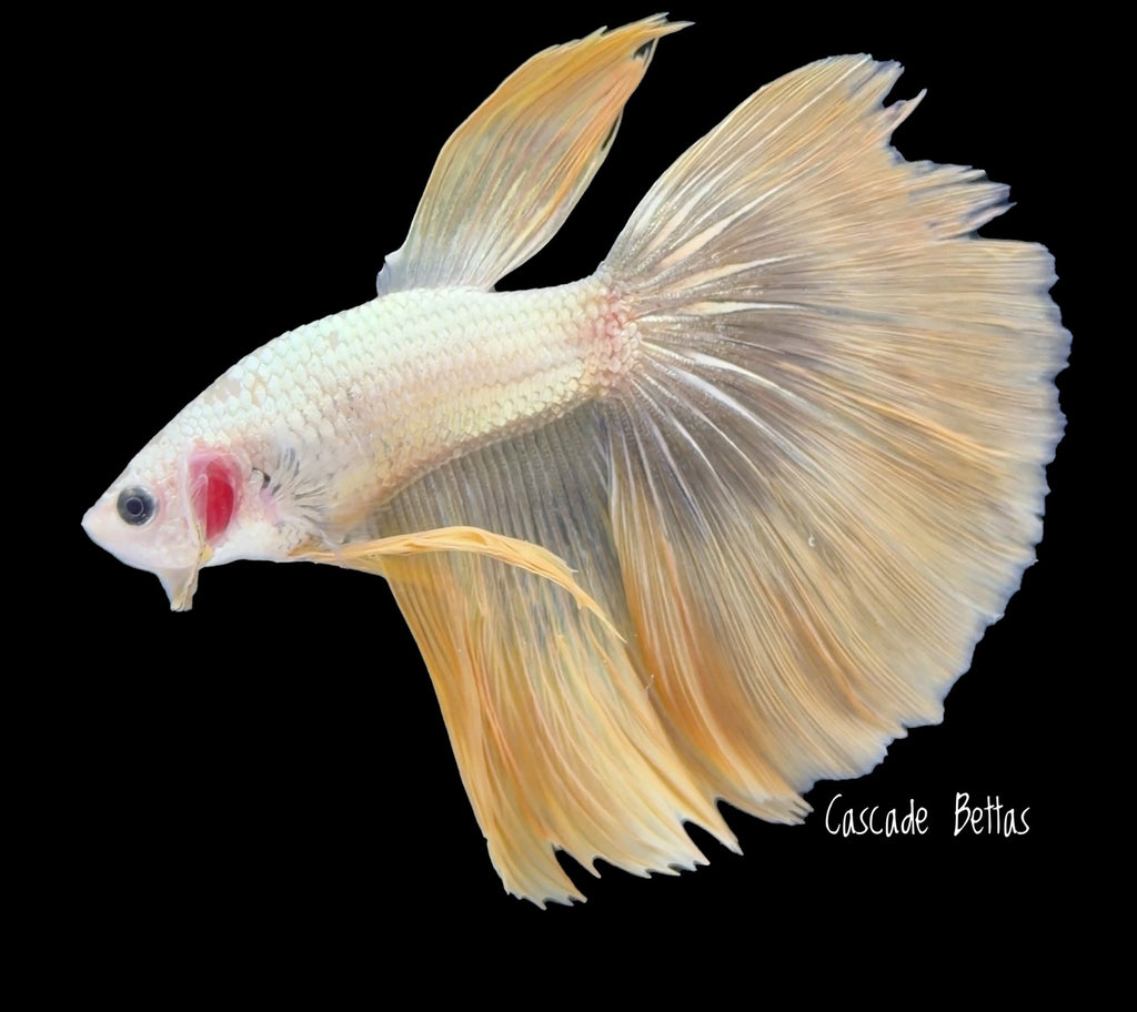 Super Delta Translucent Yellow Male - M0010
